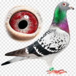 kimpigeon