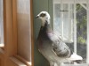 lestheeagle
