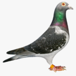 pigeonracer