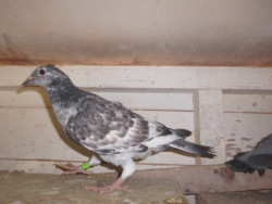 DSCI0909.JPG