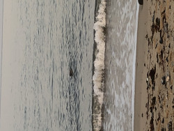 IMG_0916.jpeg