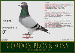 WO IHU09N24171 DE 171 Gordon Bros.jpg