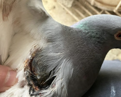 Injured