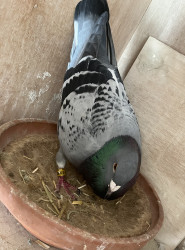 3x 1st hen
