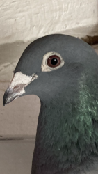 Example of pigeons head