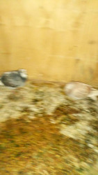 thumbnail - 2024-06-23T120514.012.jpeg