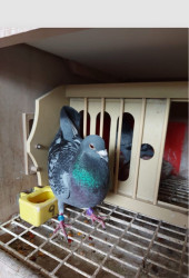 Lerwick pigeon
