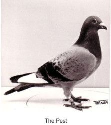 pest.JPG
