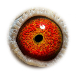 NL15-1234189 high eye.jpg