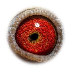 NL15-1234061 high eye Raissa_0.jpg
