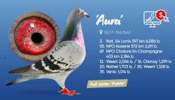 aura.JPG