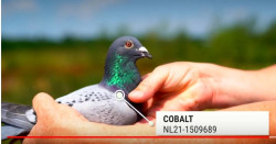 cobalt.JPG