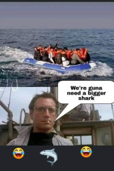 shark.jpg