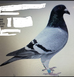 fdvdfzf.JPG
