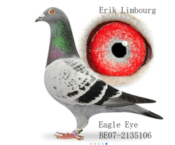 eagle eye.PNG