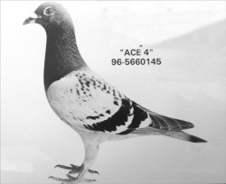 AS-11-Ace-Four-Ever-deel-11-foto-2.jpg