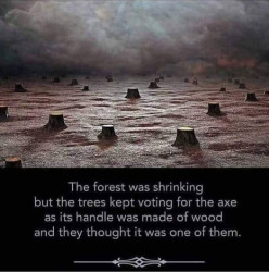 Forest.jpg