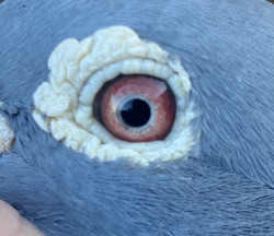 Blue cock