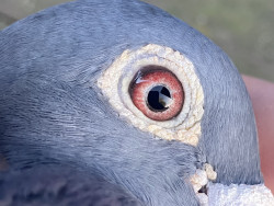Cheq cock
