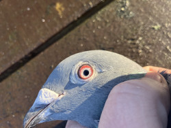 New pigeon