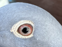 Eye 5 hen