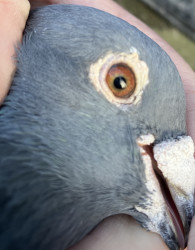 Old cock