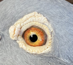 Eye7