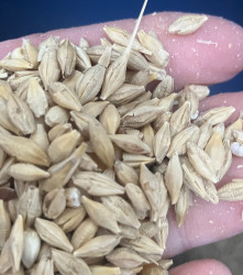Farm  barley