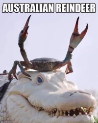 Aussie reindeer.jpg