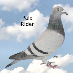 PALERIDERDamofLots211and16-1.png