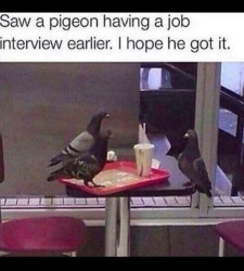 pigeon interview.jpg
