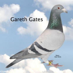 GARETHGATESSireofLots111and15.png