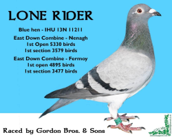 lone rider.png