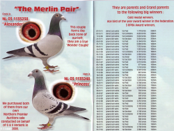merlin pair.png