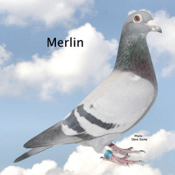 MERLIN.jpg