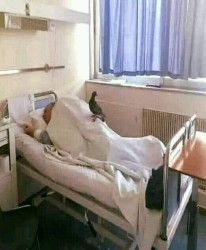 Hospital pigeon.jpg