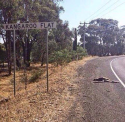 Kangaroo Flat.jpg