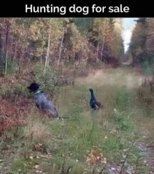 Hunting dog.jpg