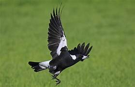Australian magpie.jpg