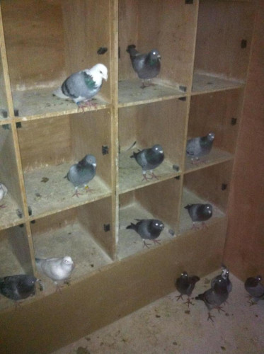 image-8.jpg