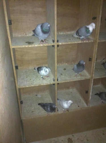 image-9.jpg