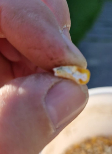 Maize
