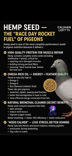 Hemp