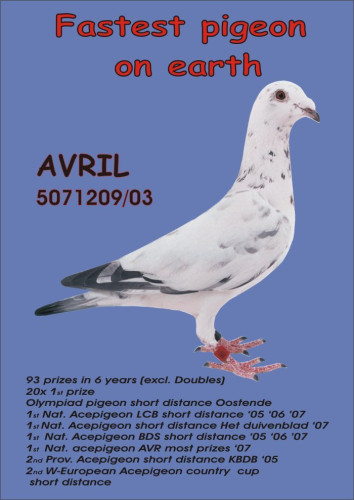 Fastest pigeon.jpg