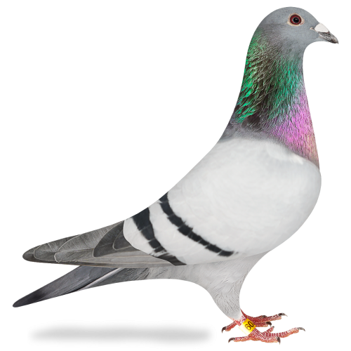 phpkmvvabvjr1s0dhh4ROD.png