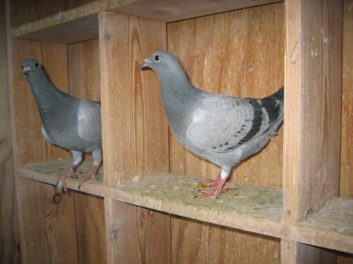 003.JPG