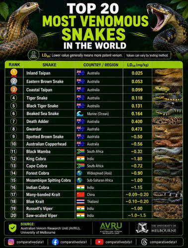Snakes.jpg
