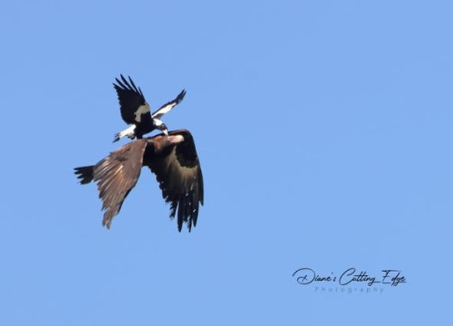 Magpie attack..jpg