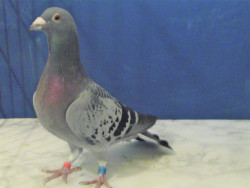 P1060744 - Copy - Copy.JPG