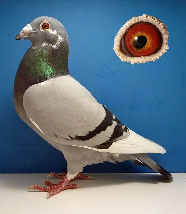Beginner Guides Uk Pigeon Racing